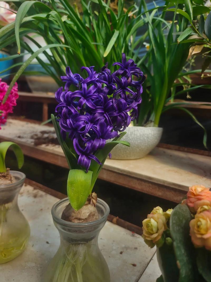 河南适合种哪些盆栽花？-第3张图片-吾爱花网