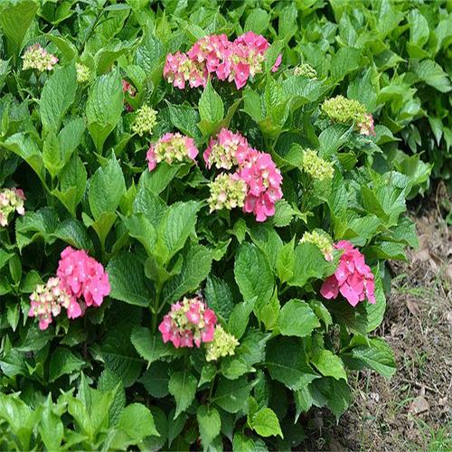 河南适合种哪些盆栽花？-第2张图片-吾爱花网