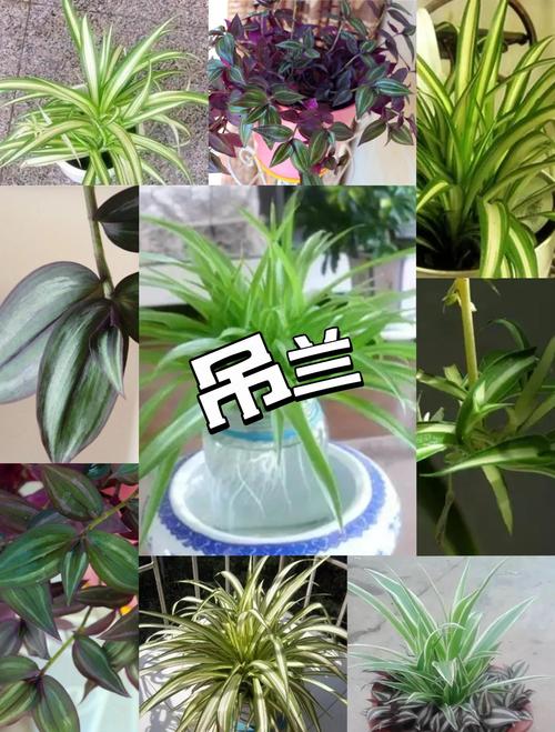 多肉吊兰有哪些品种？-第1张图片-吾爱花网