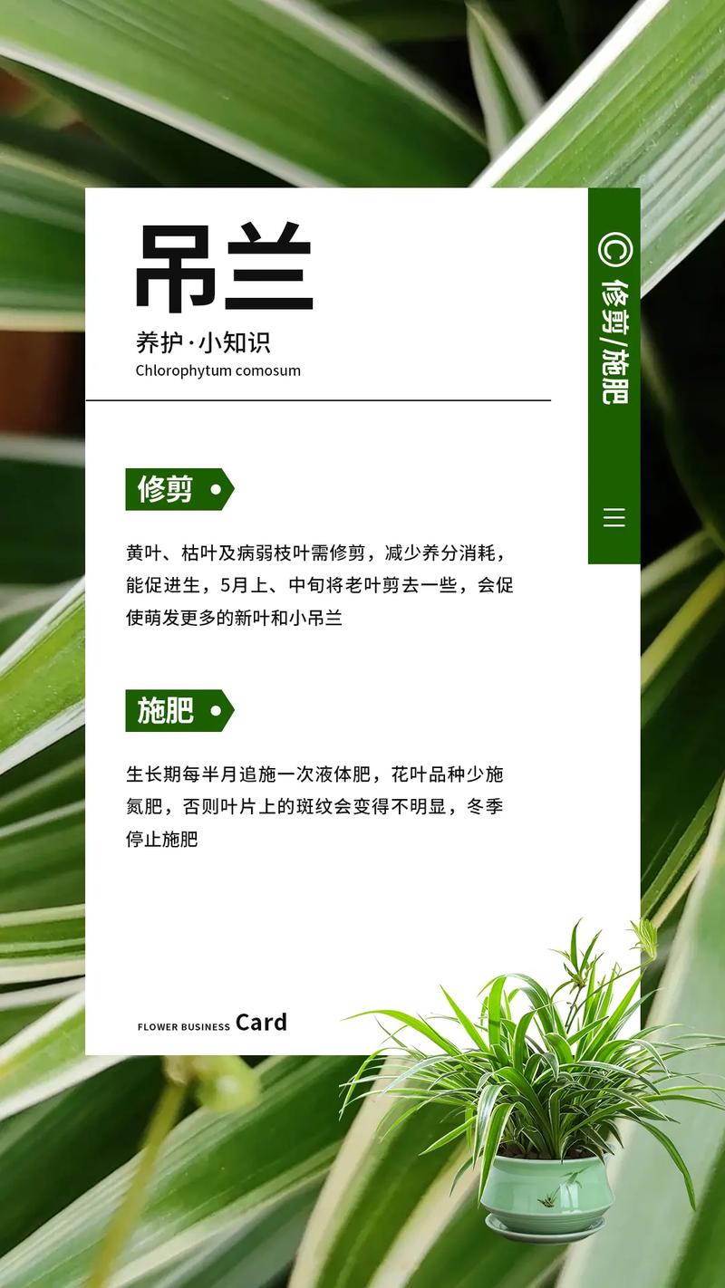 多肉吊兰有哪些品种？-第3张图片-吾爱花网