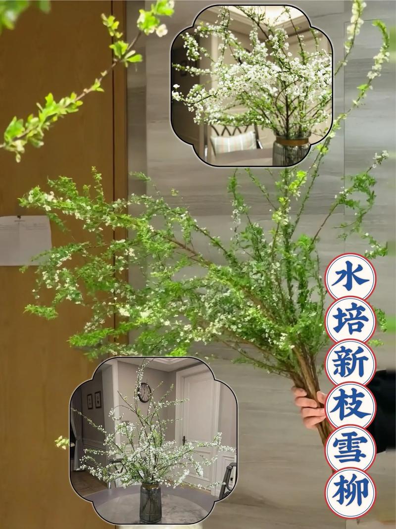 冬天水培植物哪些最好养？-第2张图片-吾爱花网