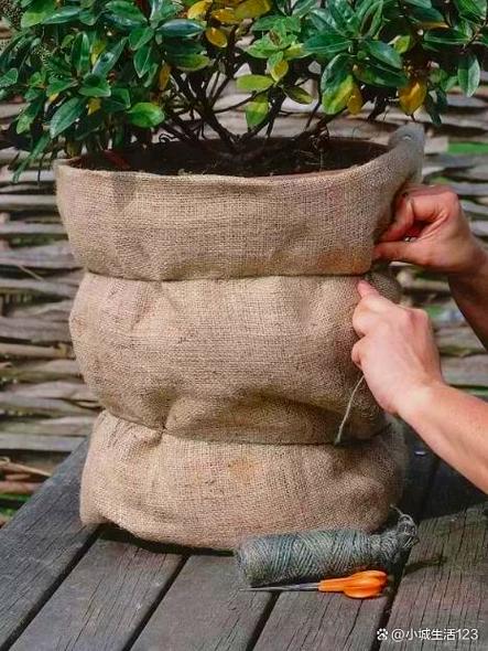 江苏多肉植物如何安全过冬？-第1张图片-吾爱花网