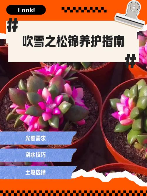 江苏多肉植物如何安全过冬？-第2张图片-吾爱花网