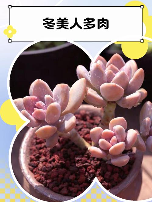 江苏多肉植物如何安全过冬？-第3张图片-吾爱花网