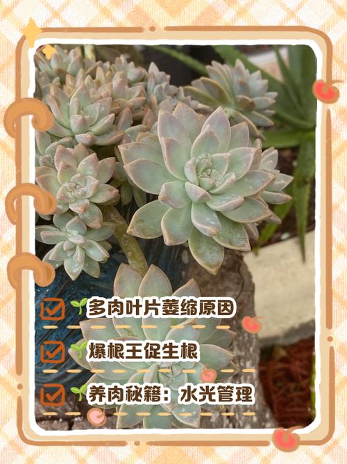 多肉秋天叶子变软咋回事？-第1张图片-吾爱花网