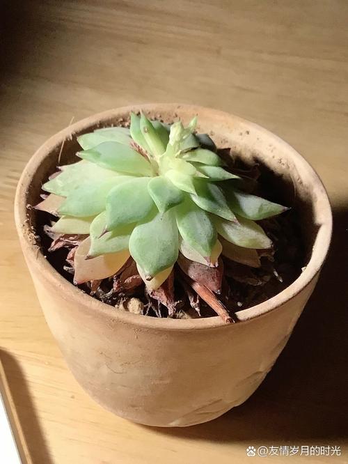 多肉秋天叶子变软咋回事？-第3张图片-吾爱花网