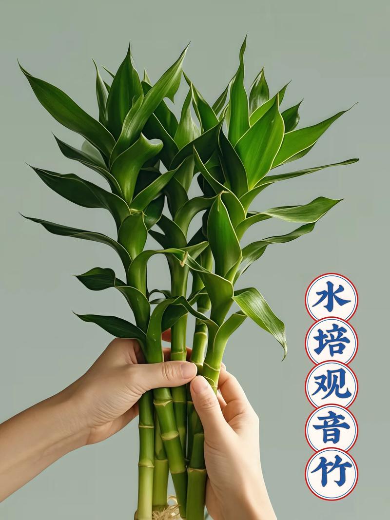 观音竹水培发臭怎么解决？-第1张图片-吾爱花网