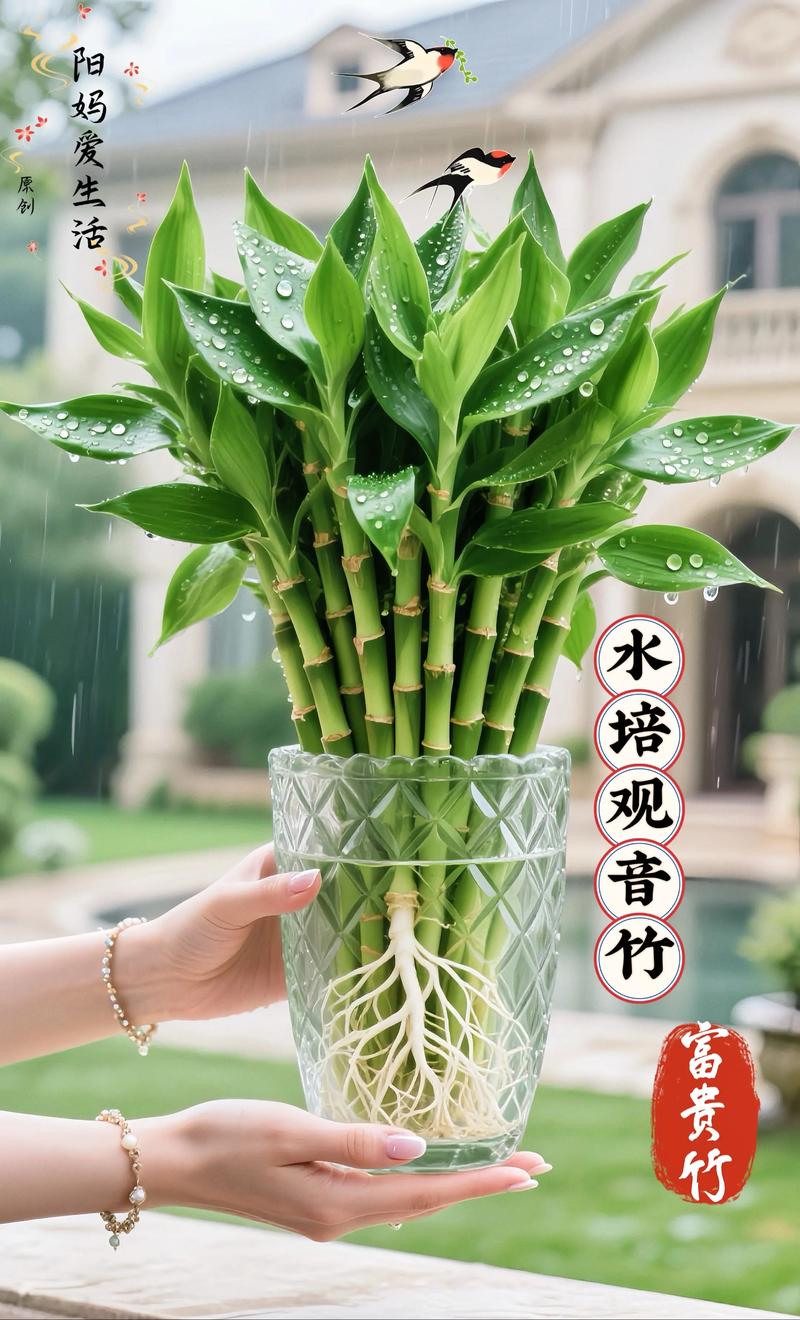 观音竹水培发臭怎么解决？-第2张图片-吾爱花网