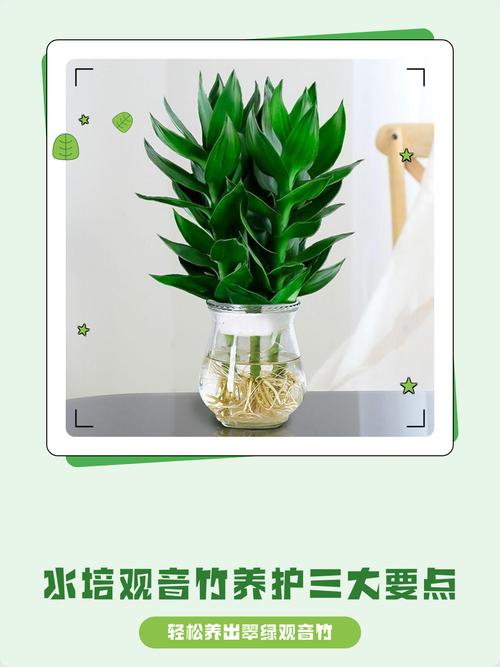 观音竹水培发臭怎么解决？-第3张图片-吾爱花网