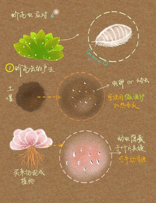 春季多肉如何防虫？-第1张图片-吾爱花网