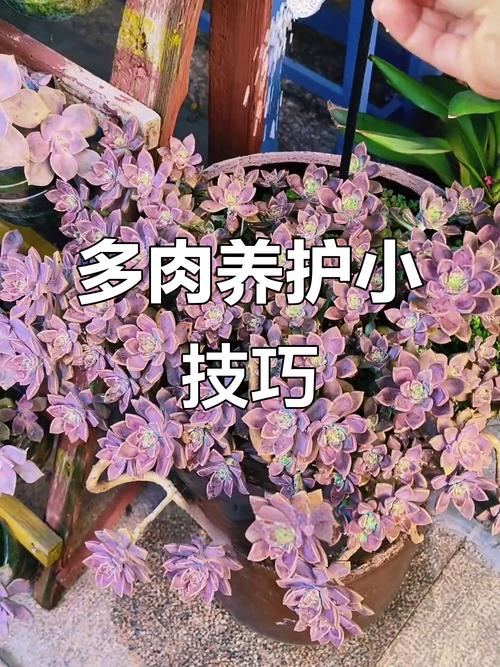 春季多肉如何防虫？-第3张图片-吾爱花网