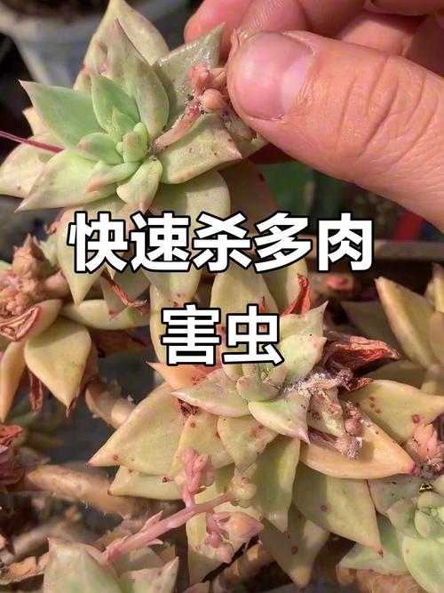春季多肉如何防虫？-第2张图片-吾爱花网