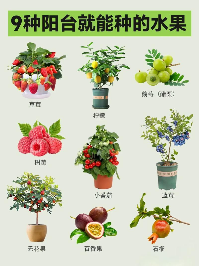 什么水果适合种小盆栽？-第1张图片-吾爱花网