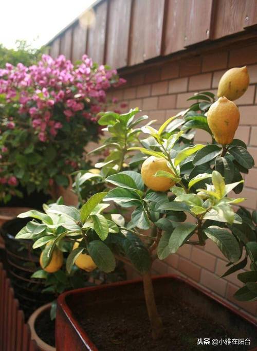 什么水果适合种小盆栽？-第3张图片-吾爱花网