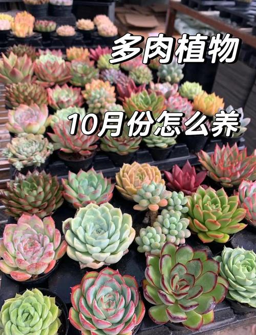 多肉家庭种植怎么养才爆盆？-第2张图片-吾爱花网