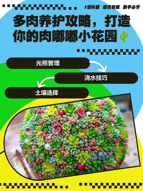 多肉家庭种植怎么养才爆盆？-第3张图片-吾爱花网