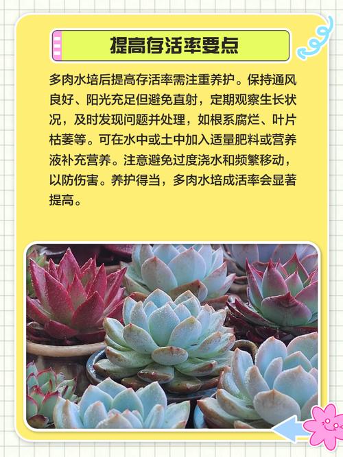水培多肉生根后怎么移栽养护？-第1张图片-吾爱花网