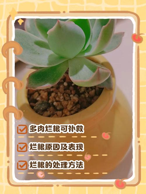 水培多肉生根后怎么移栽养护？-第2张图片-吾爱花网