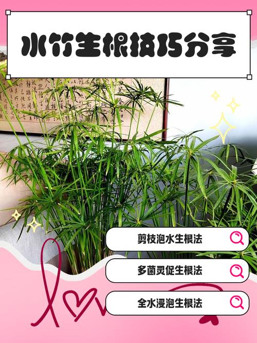 水培多肉生根后怎么移栽养护？-第3张图片-吾爱花网