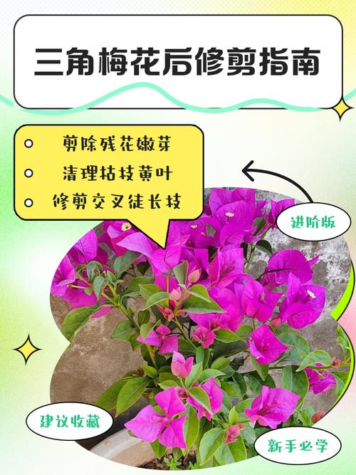 盆栽梅花花后修剪要剪到什么程度？-第1张图片-吾爱花网