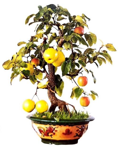 盆栽梨树选多大盆合适？-第1张图片-吾爱花网