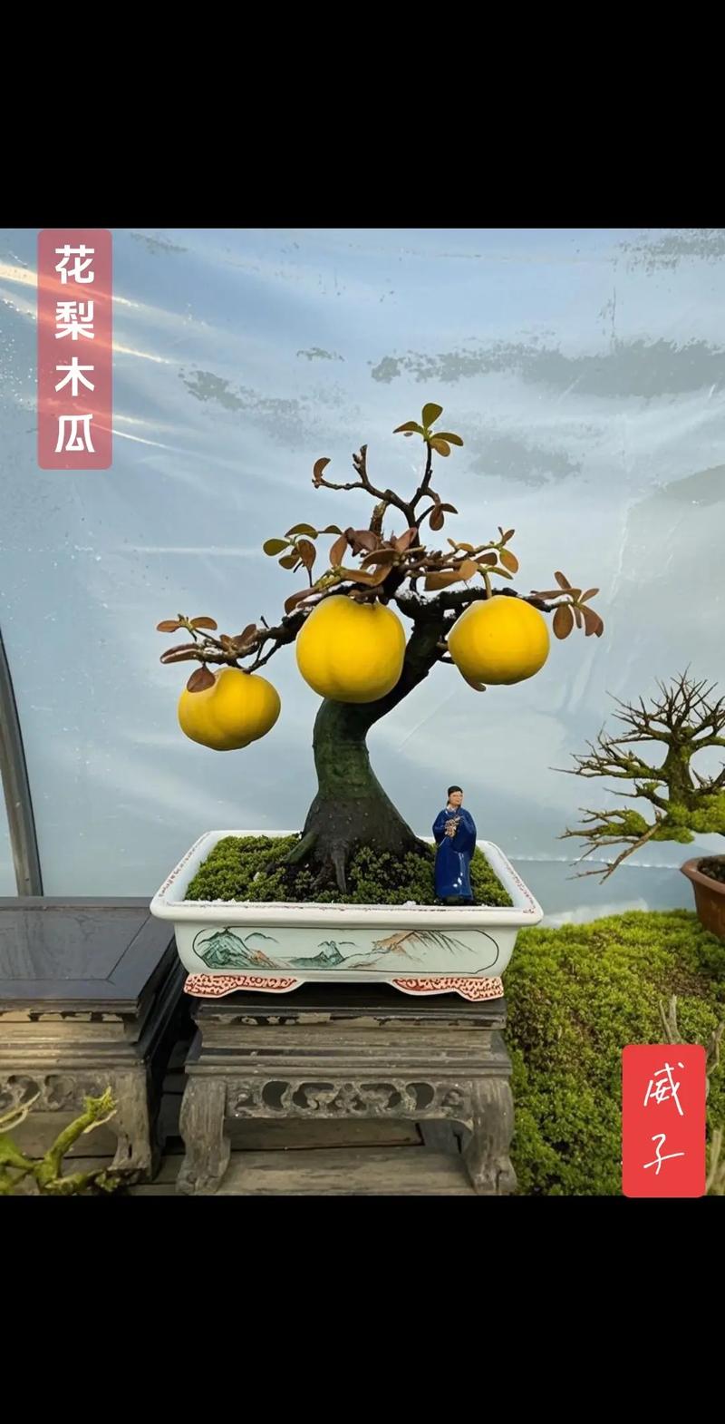 盆栽梨树选多大盆合适？-第2张图片-吾爱花网