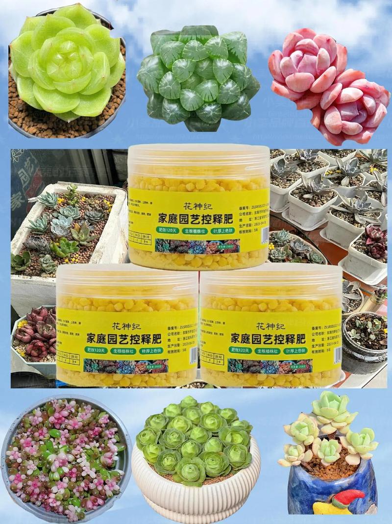 多肉施肥选什么肥料好？-第1张图片-吾爱花网