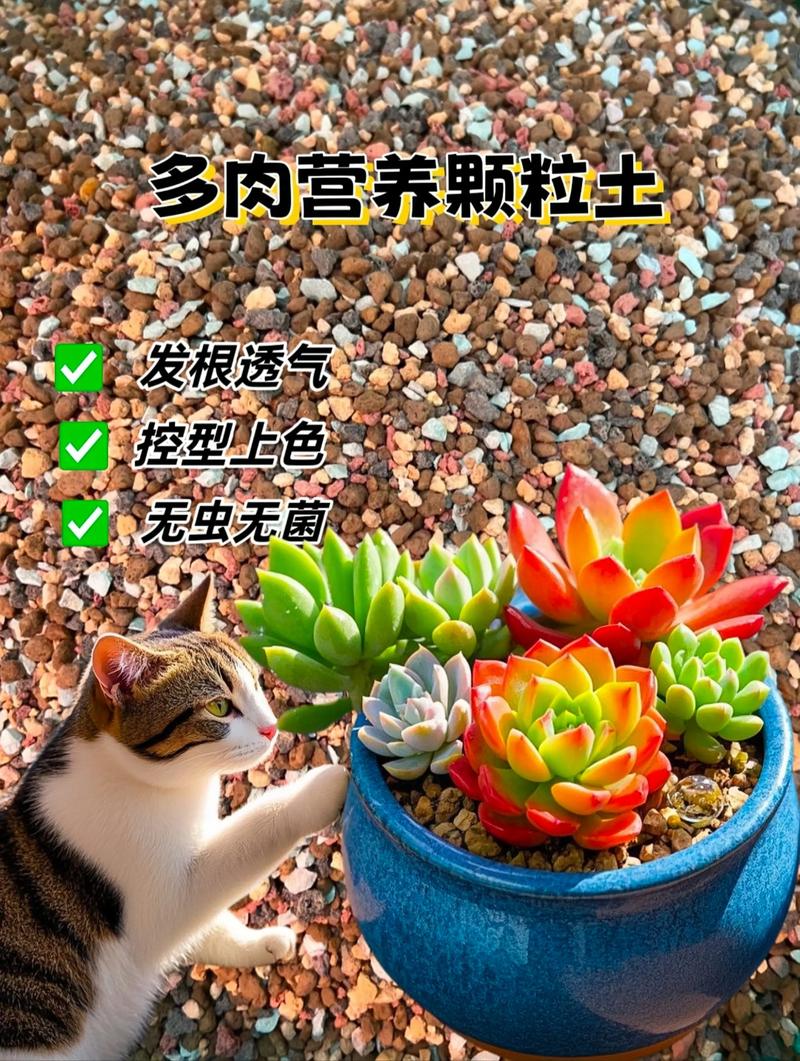多肉施肥选什么肥料好？-第2张图片-吾爱花网