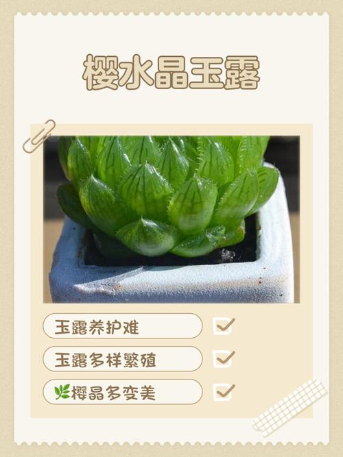 玉露怎么繁殖？分株还是叶插？-第2张图片-吾爱花网