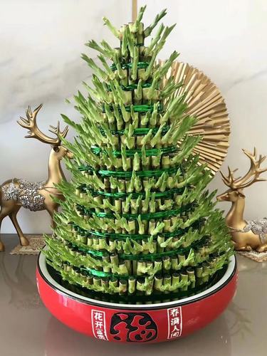 水培竹塔富贵竹咋养才旺？-第2张图片-吾爱花网