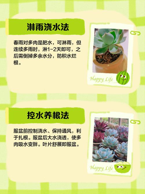 怎样能把多肉叶片养胖-第1张图片-吾爱花网