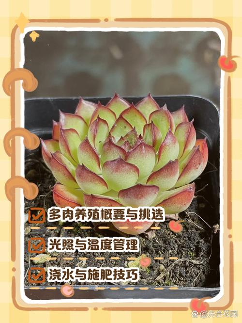 怎样能把多肉叶片养胖-第2张图片-吾爱花网