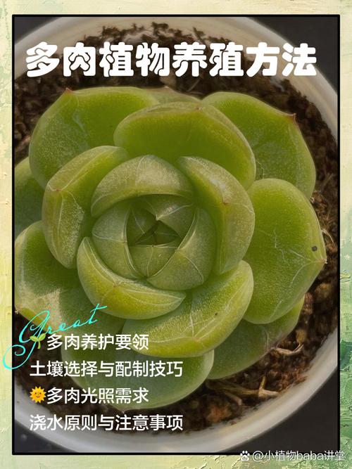 怎样能把多肉叶片养胖-第3张图片-吾爱花网