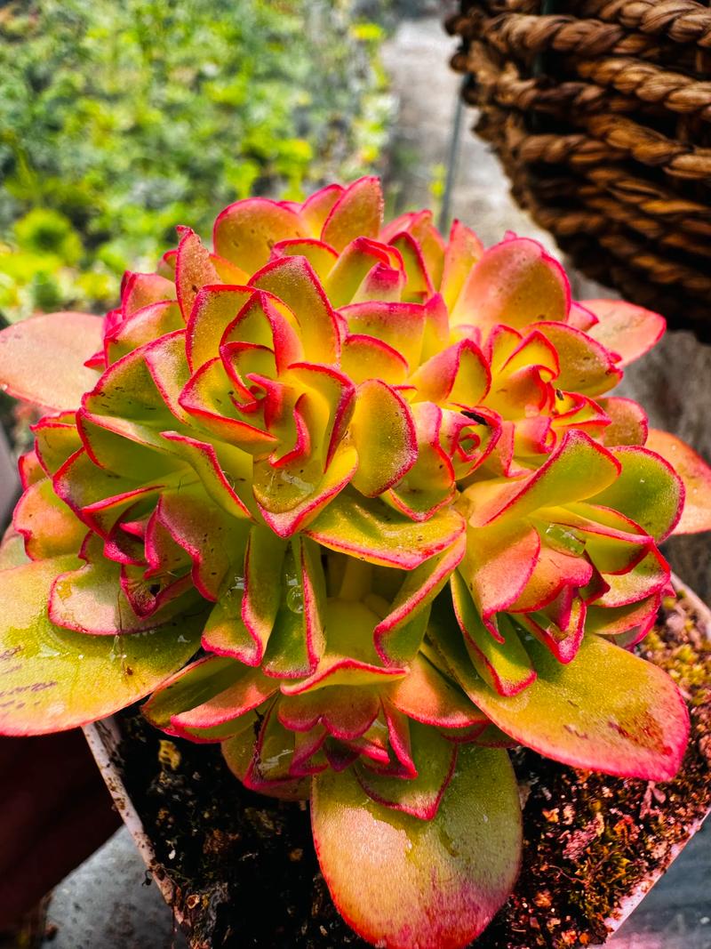 多肉玫瑰品种怎么认？图鉴大全有哪些？-第2张图片-吾爱花网