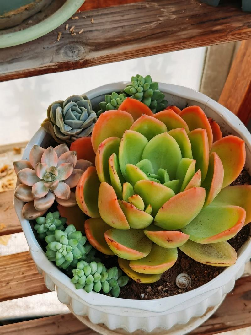 多肉盆栽怎么种？图片欣赏看技巧？-第2张图片-吾爱花网