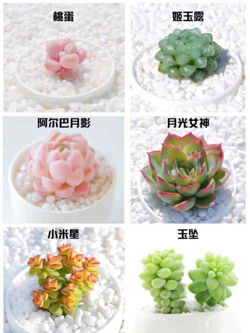 多肉盆栽怎么种？图片欣赏看技巧？-第1张图片-吾爱花网