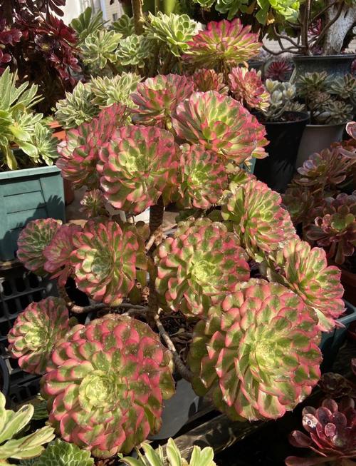 法师系列多肉植物名称有哪些？-第1张图片-吾爱花网