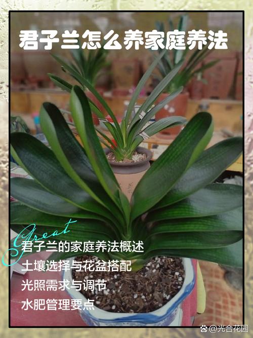 水培君子兰怎么转土培-第1张图片-吾爱花网