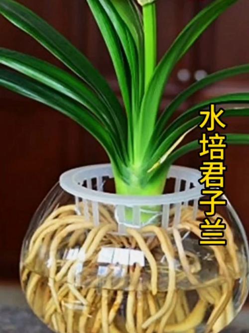 水培君子兰怎么转土培-第2张图片-吾爱花网