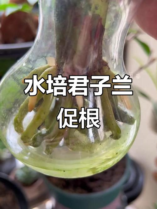 水培君子兰怎么转土培-第3张图片-吾爱花网