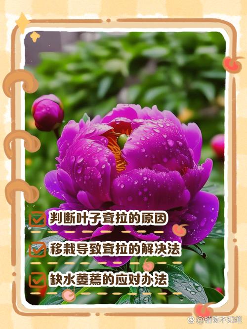 盆栽牡丹不开花的原因-第1张图片-吾爱花网