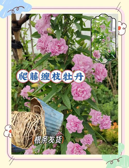 盆栽牡丹不开花的原因-第2张图片-吾爱花网