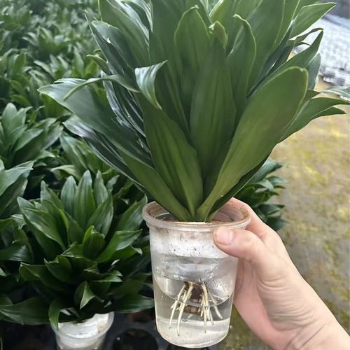 水培太阳神换水用什么水好？-第1张图片-吾爱花网