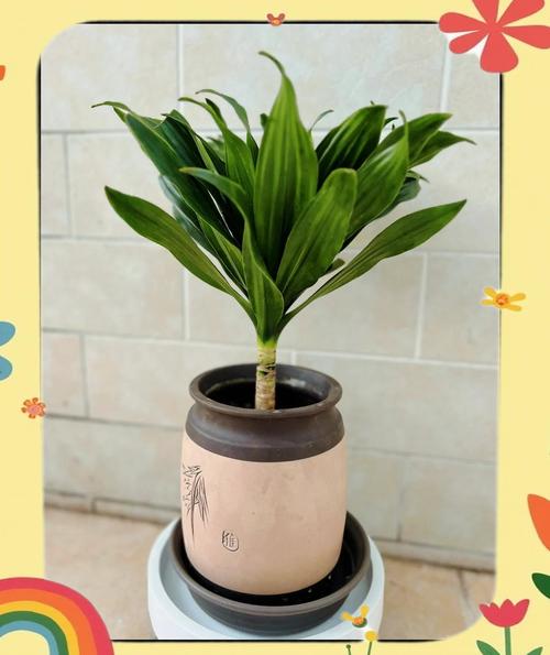 水培太阳神换水用什么水好？-第3张图片-吾爱花网