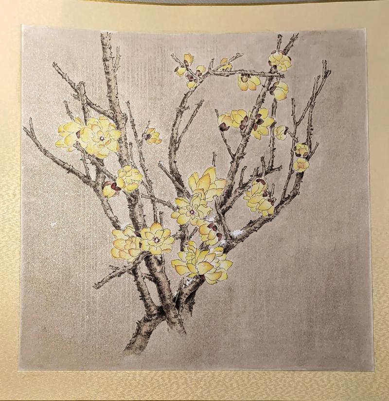 盆腊梅绘画图集有哪些经典样式？-第2张图片-吾爱花网