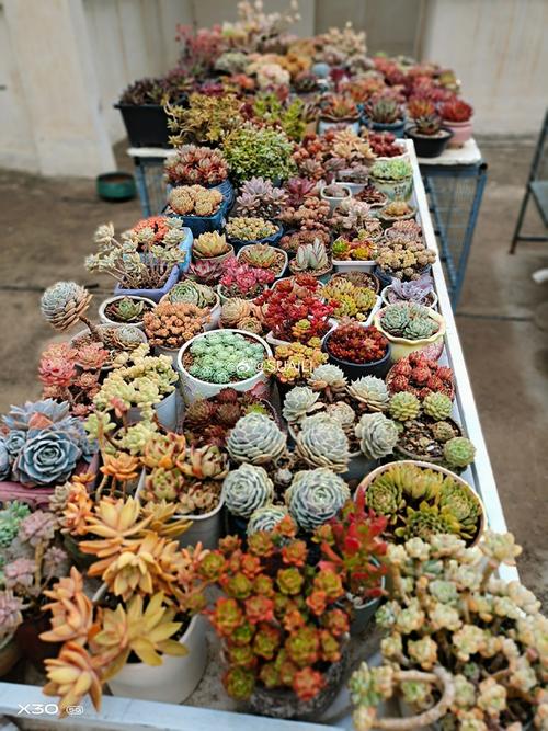 山东济南多肉批发基地在哪里？-第2张图片-吾爱花网