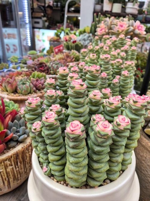 山东济南多肉批发基地在哪里？-第3张图片-吾爱花网