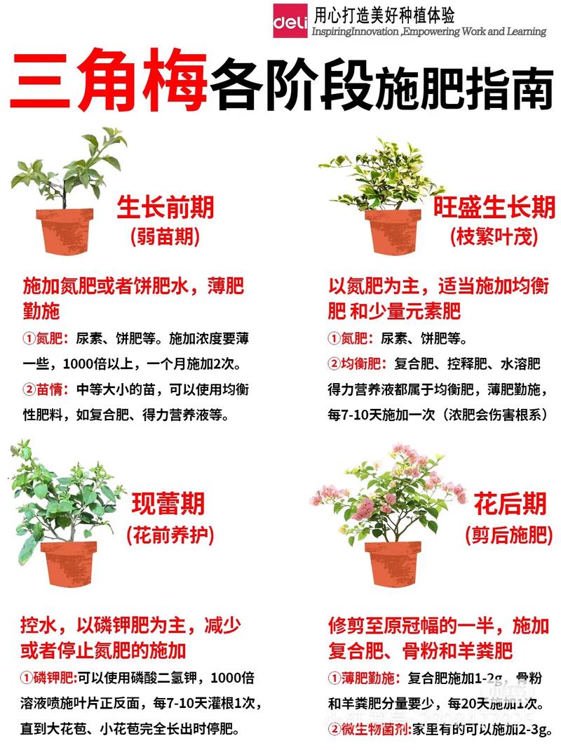 春季多肉施肥，何时最合适？-第2张图片-吾爱花网
