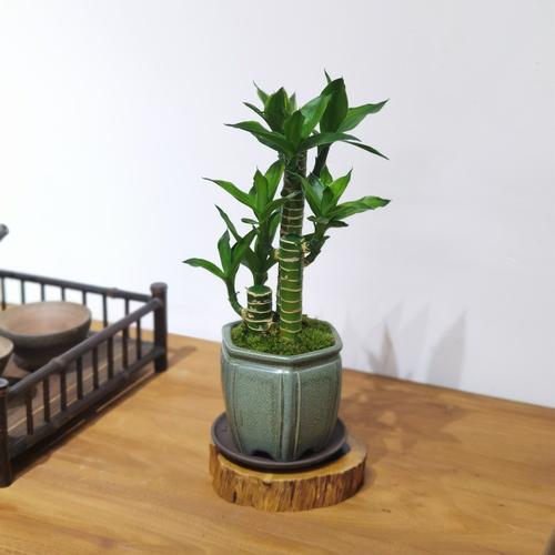 盆栽竹类植物袖珍叶子-第1张图片-吾爱花网