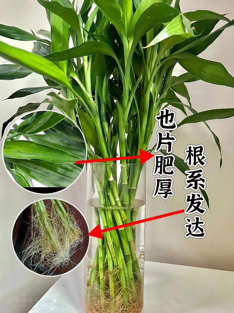 水培竹选什么营养液合适？-第1张图片-吾爱花网